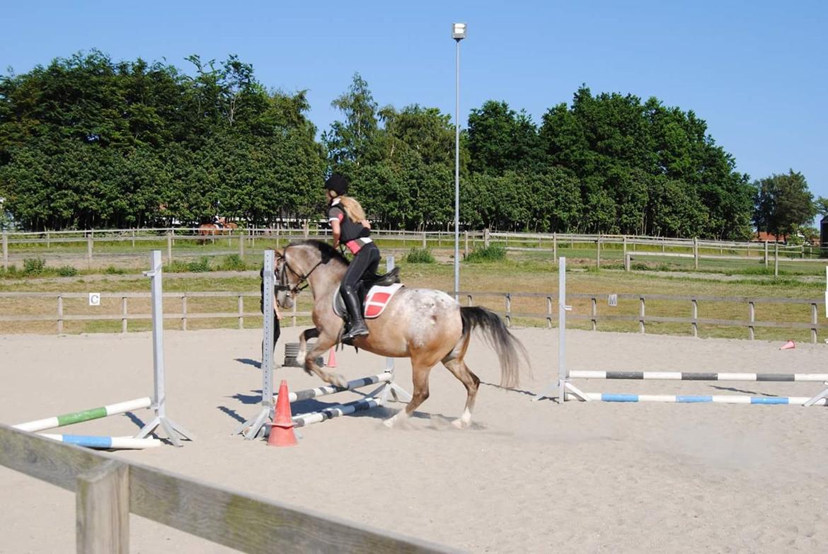 Anden særlig race Placira, Knabstupper blanding billede 16