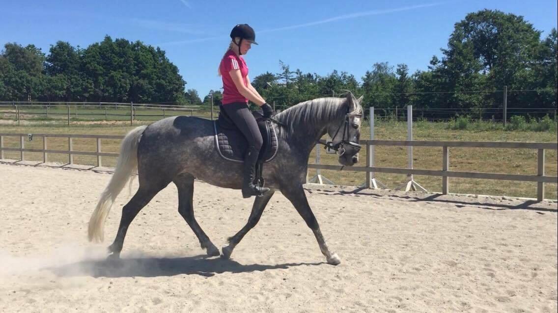 Anden særlig race Antares billede 14