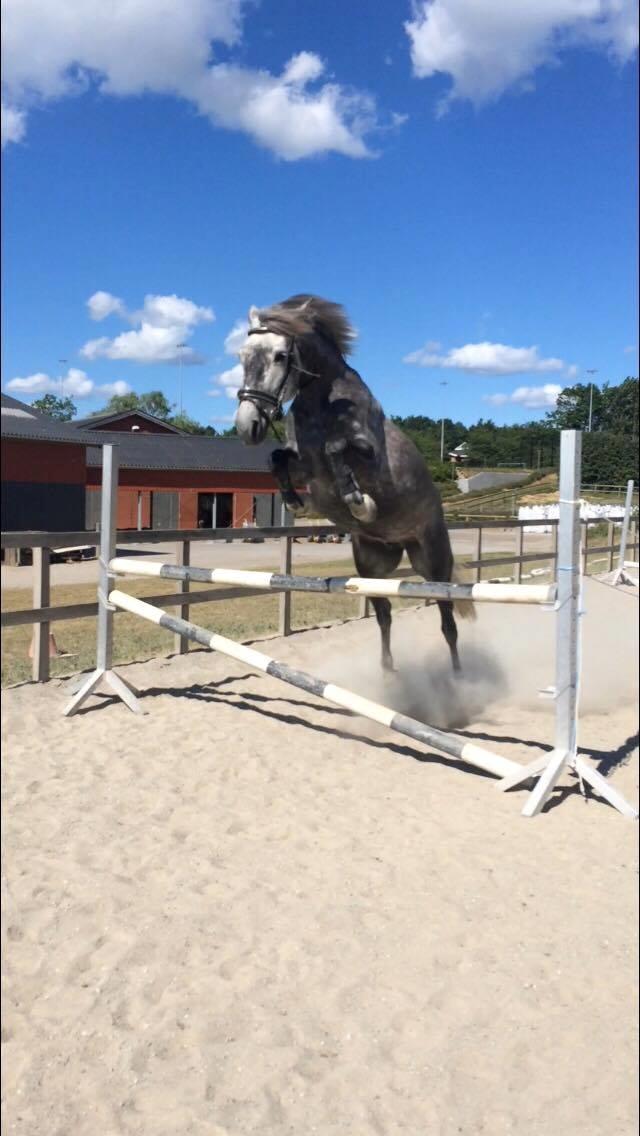 Anden særlig race Antares - 1 meter i løsspring :) billede 19