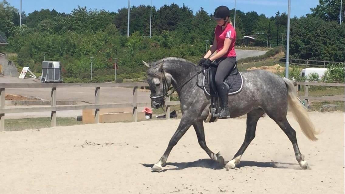 Anden særlig race Antares billede 2