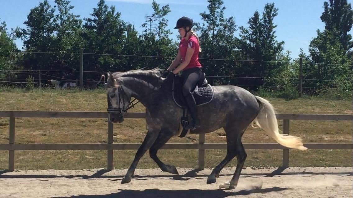 Anden særlig race Antares billede 8