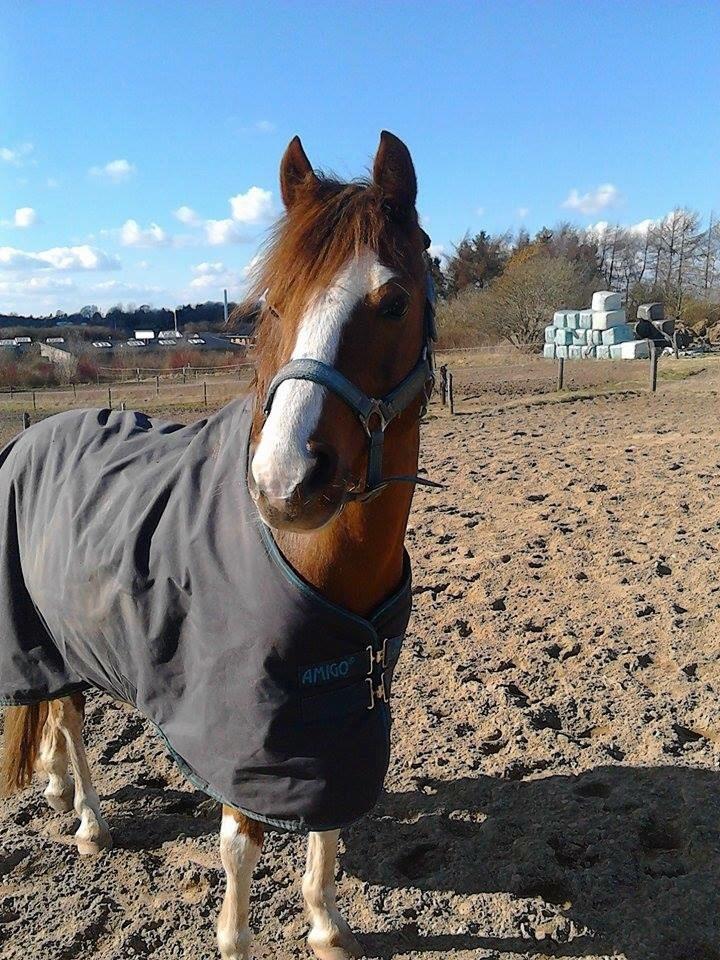 Welsh Partbred (Sec F) Stendyssens sheevaney billede 17