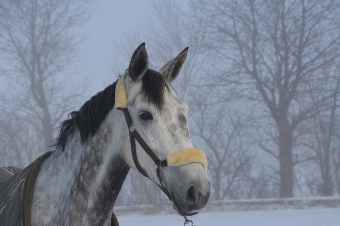 Anden særlig race Bjøslevgaards Santana - Velkommen til Santanas profil billede 1