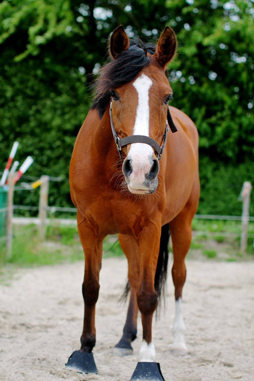 Anden særlig race Princess // P // My one and only billede 12