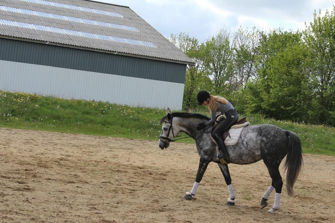 Anden særlig race Bjøslevgaards Santana billede 9