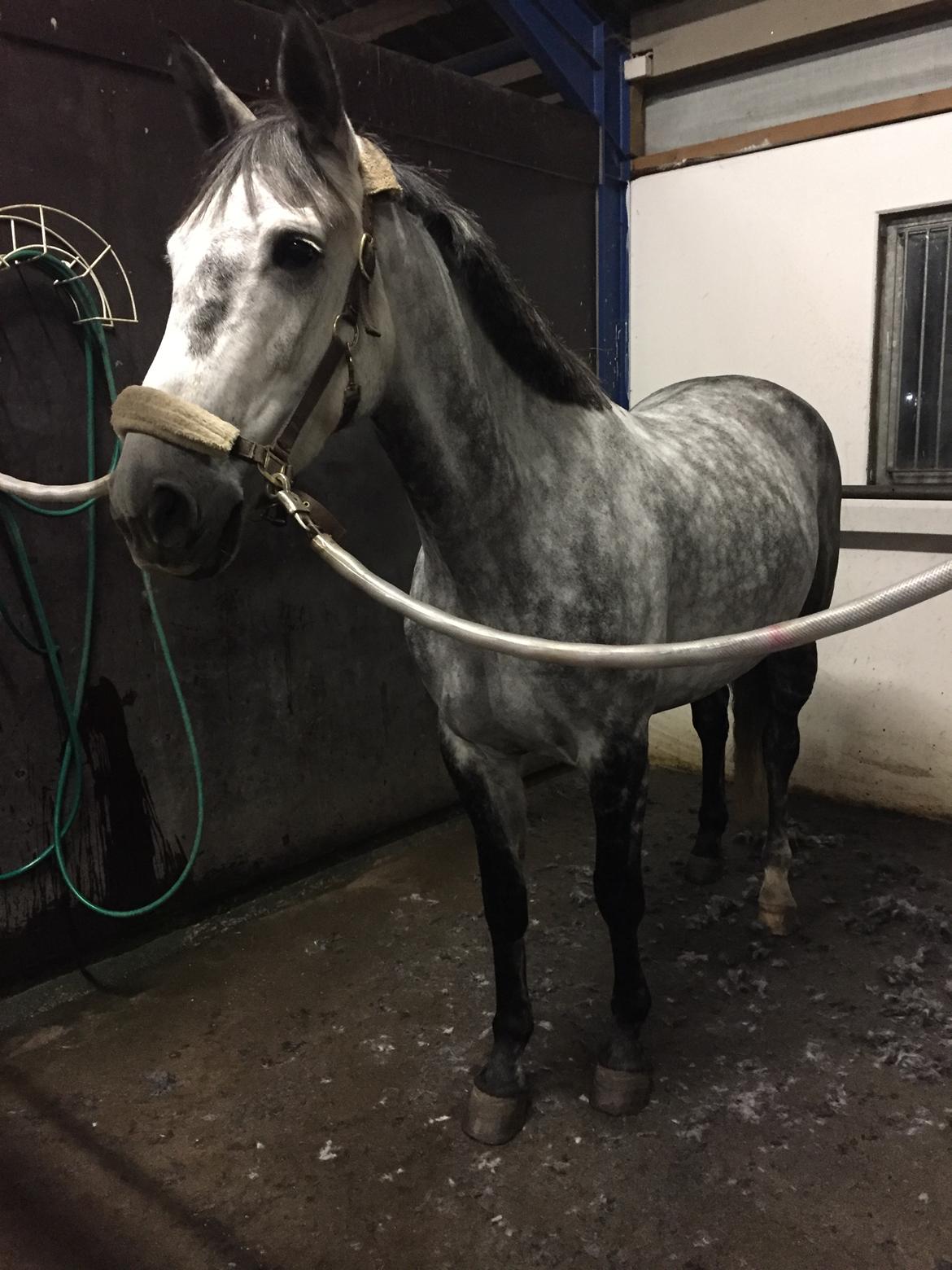 Anden særlig race Bjøslevgaards Santana billede 11