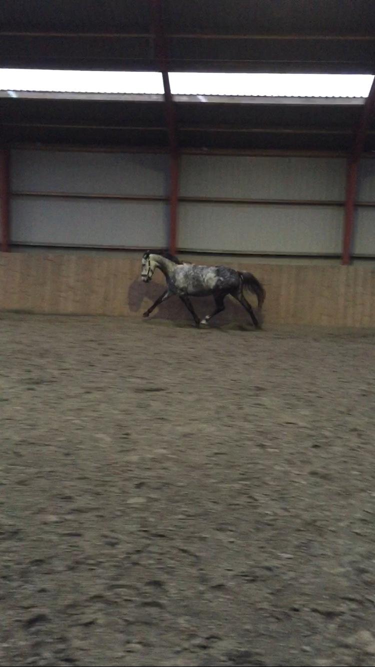 Anden særlig race Bjøslevgaards Santana billede 5