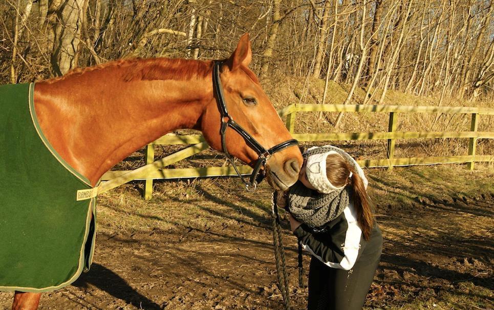 Dansk Varmblod Lillemarkens affib billede 1