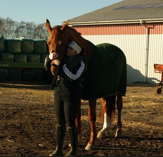 Dansk Varmblod Lillemarkens affib billede 16