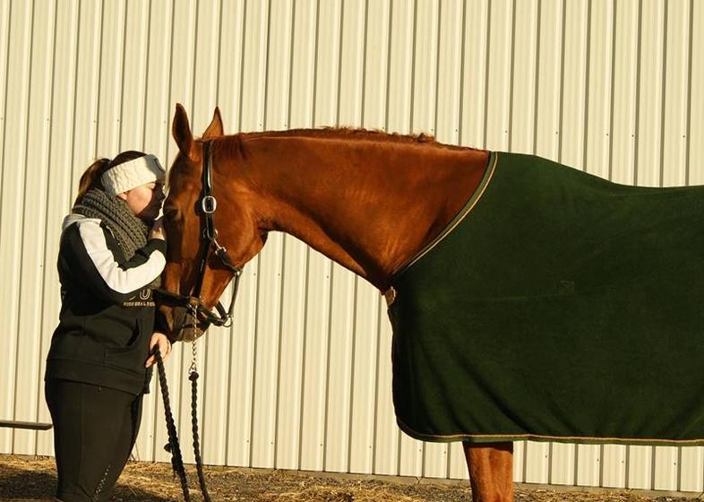 Dansk Varmblod Lillemarkens affib billede 17