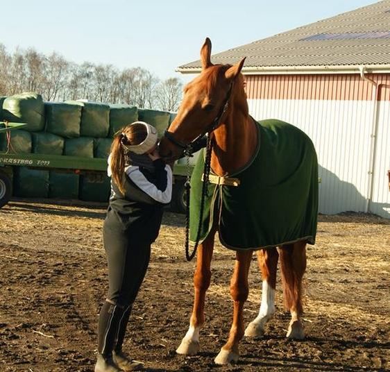 Dansk Varmblod Lillemarkens affib billede 20