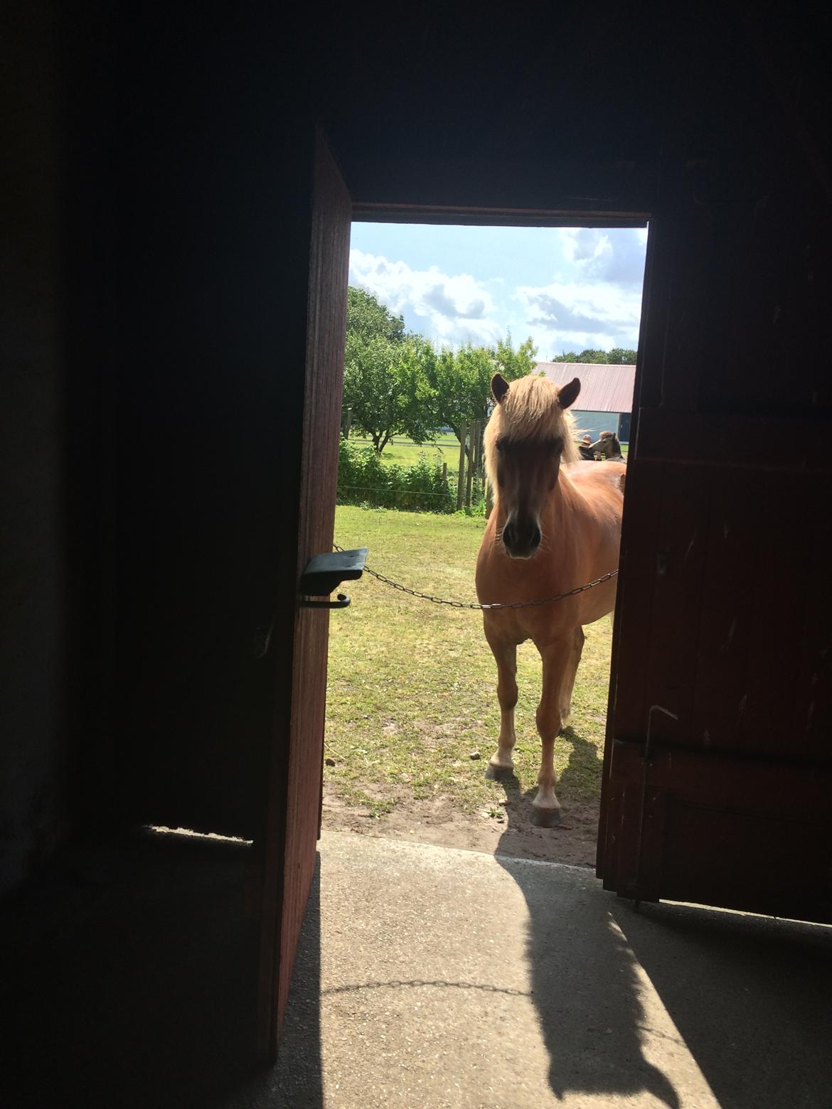 Islænder Robin fra nr. hytten - Kuk kuk <3 billede 6