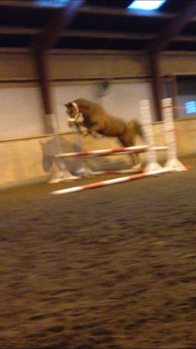 Anden særlig race Havens Aura billede 9