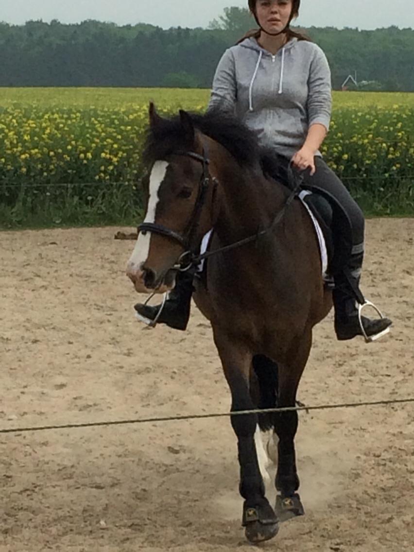 New Forest Toby VI billede 7