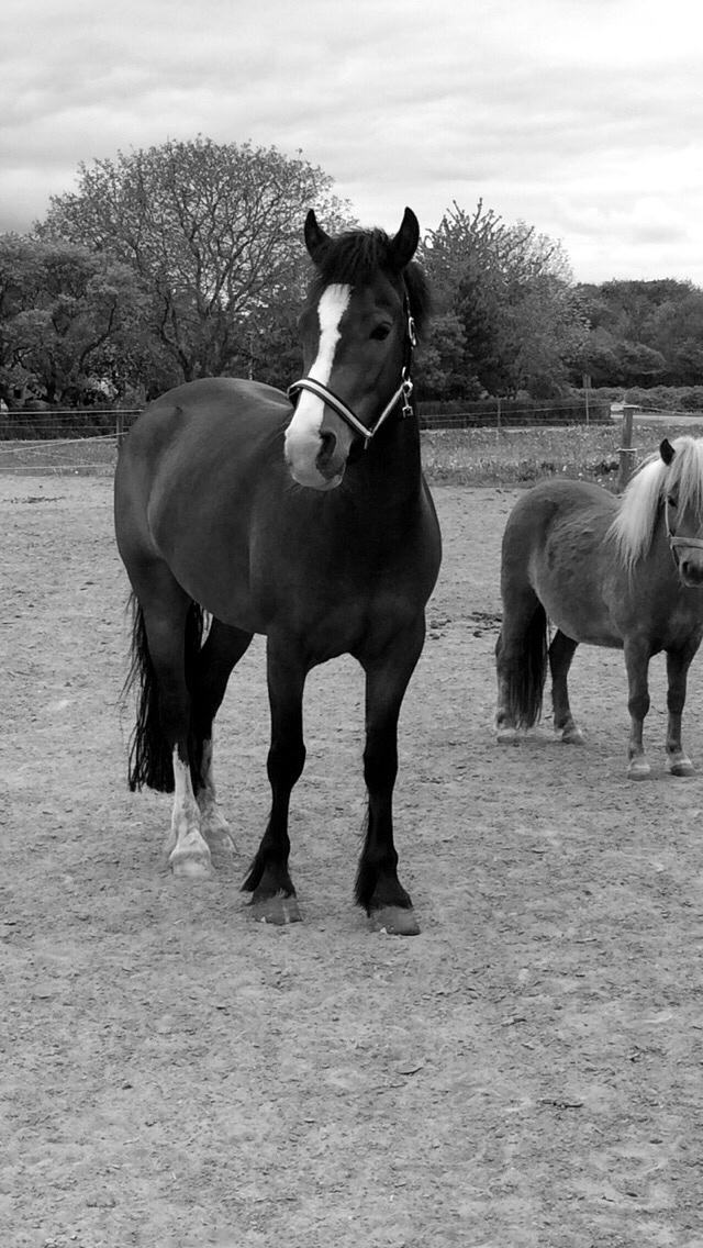 New Forest Toby VI billede 8