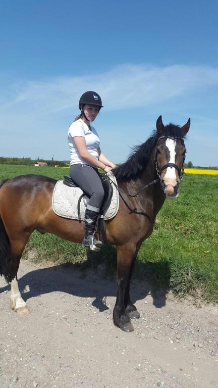 New Forest Toby VI billede 14