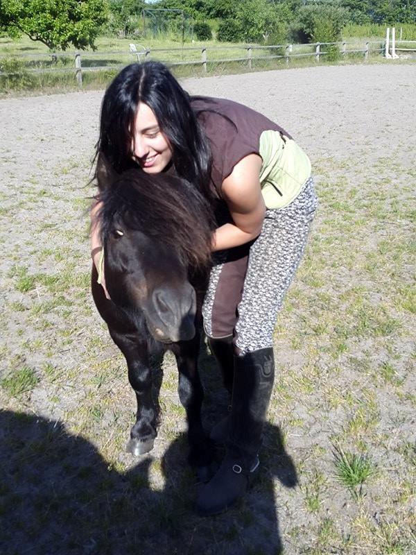 Shetlænder Kirkegaards Rokko billede 17