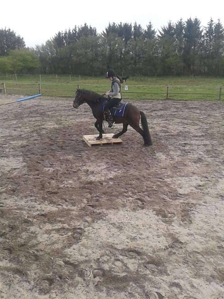 Knabstrupper Meicas Lala billede 16