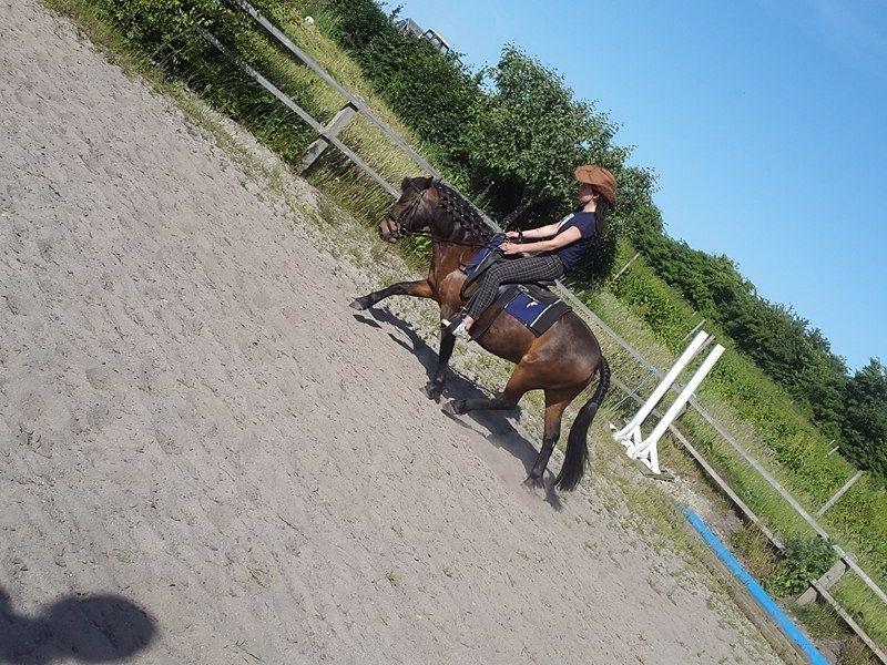 Knabstrupper Meicas Lala billede 18