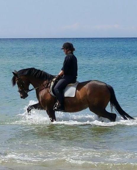 Dansk Varmblod Rozquikkie sonéca billede 5