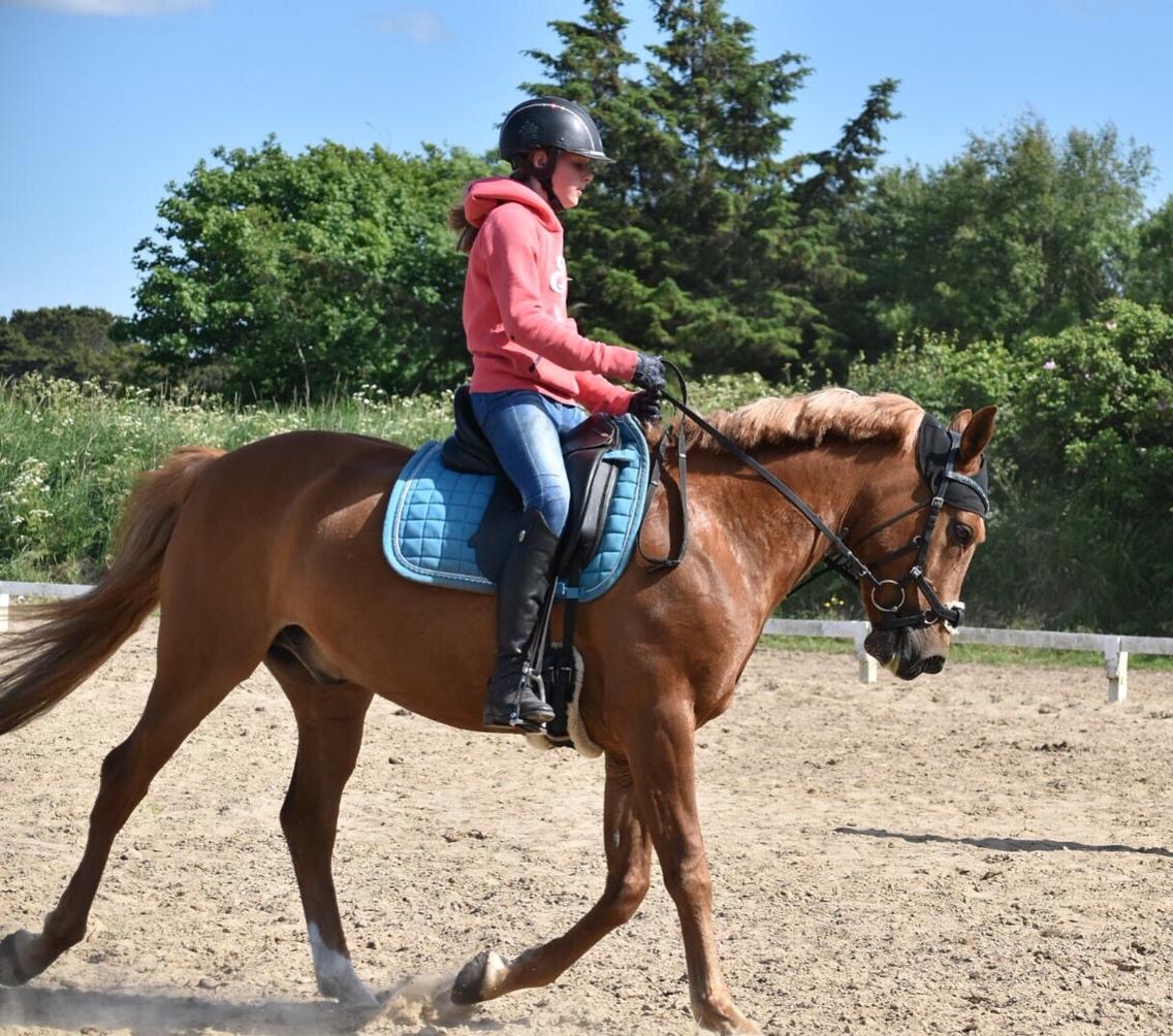 Anden særlig race Marco Polo<3 billede 10