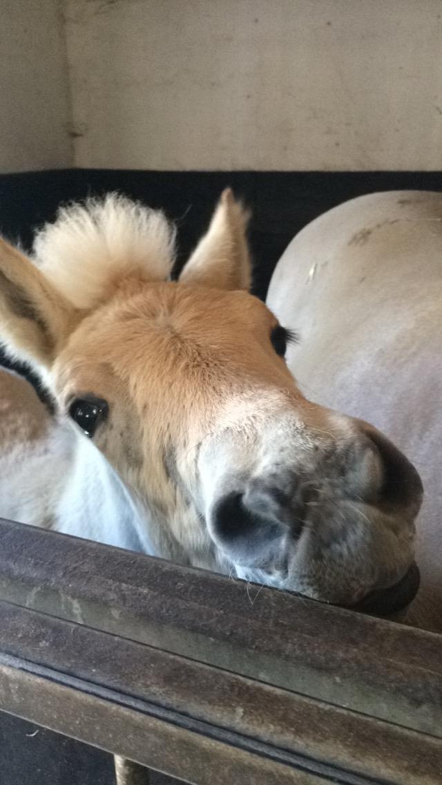 Fjordhest Toftegårdens Ninja <3 billede 12