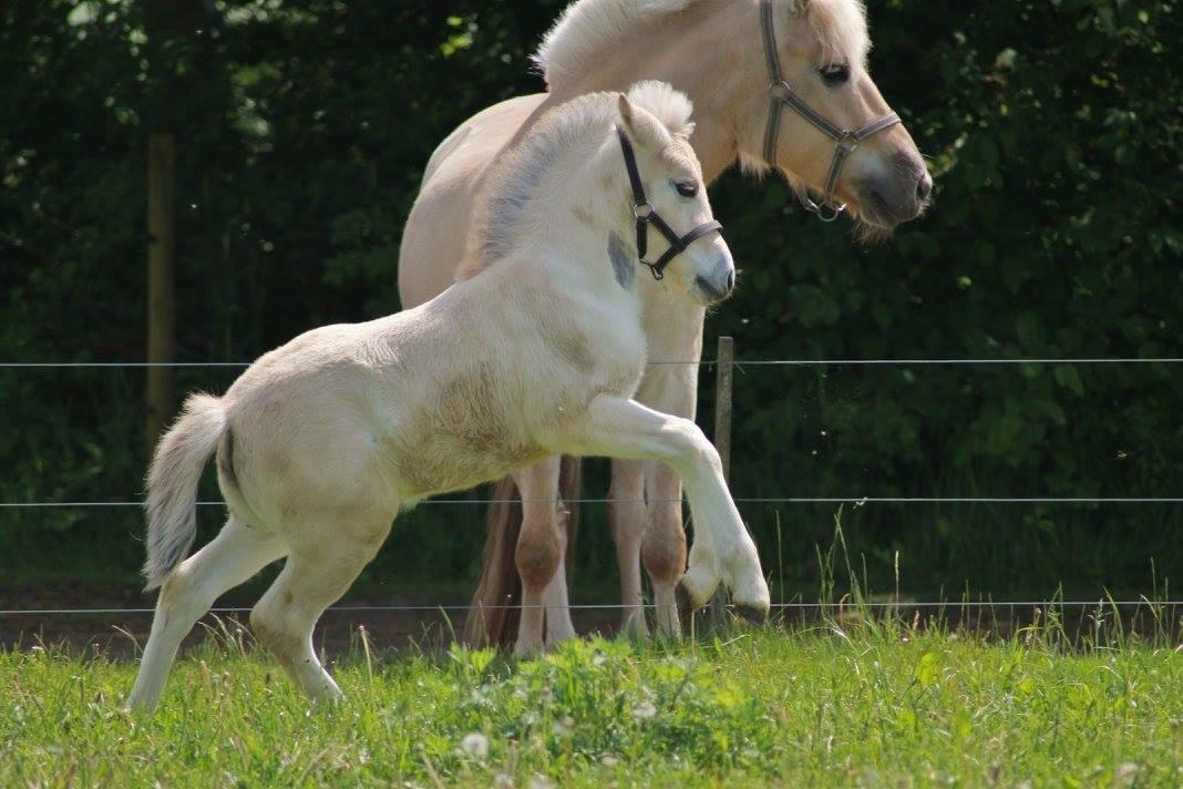 Fjordhest Toftegårdens Ninja <3 billede 13
