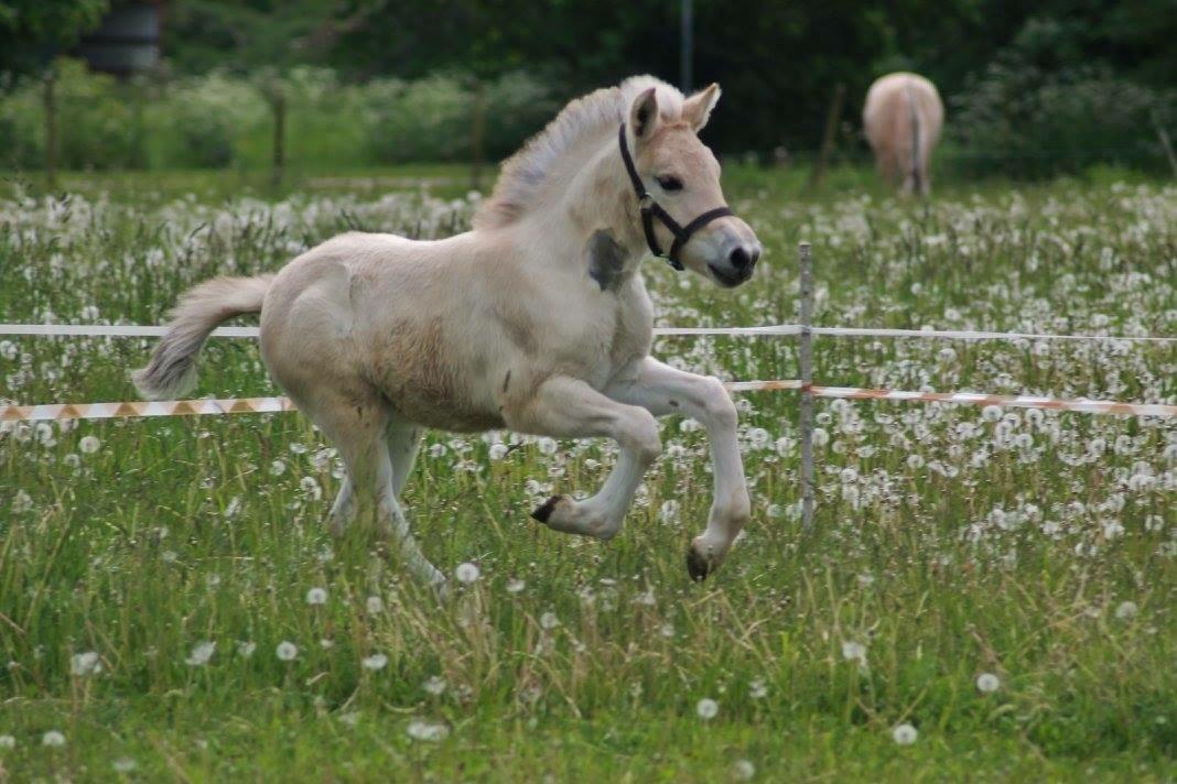 Fjordhest Toftegårdens Ninja <3 billede 17