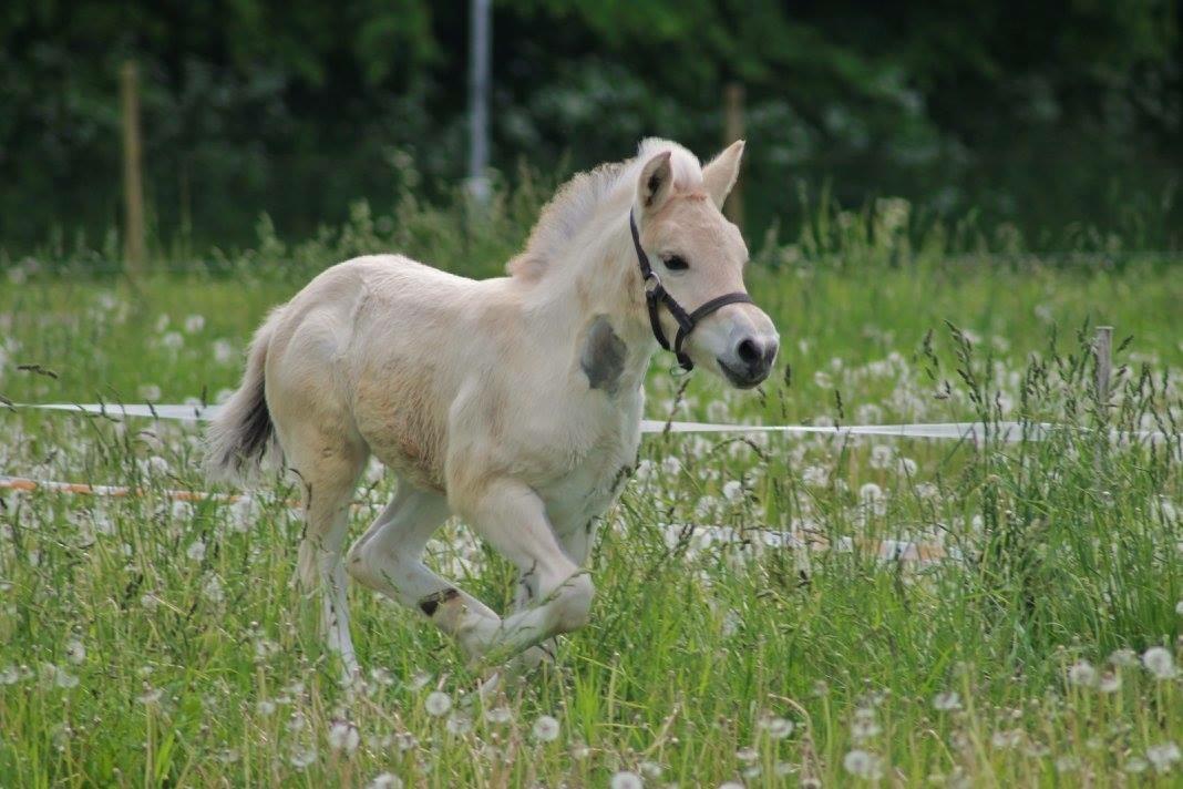 Fjordhest Toftegårdens Ninja <3 billede 14