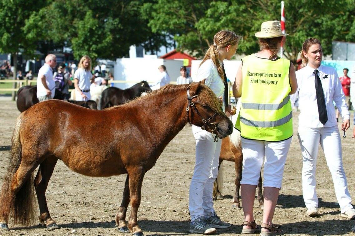 Shetlænder Thorshøjs cici billede 2