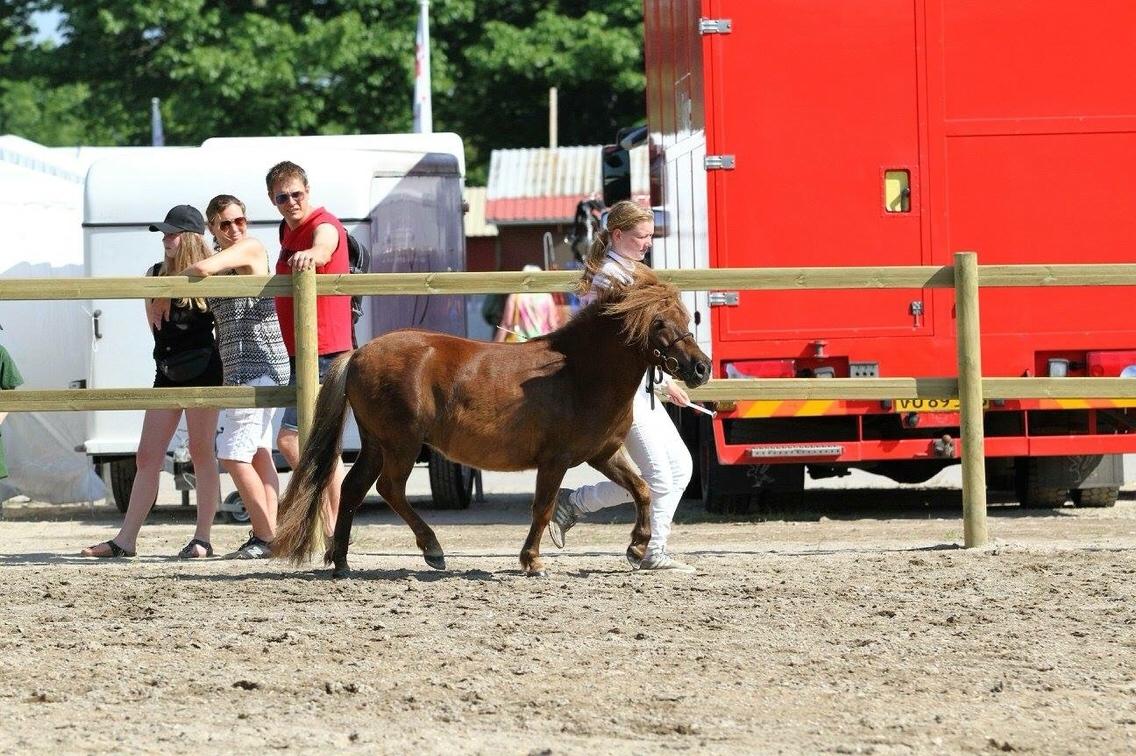 Shetlænder Thorshøjs cici billede 3