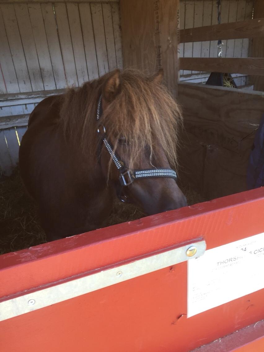 Shetlænder Thorshøjs cici billede 4