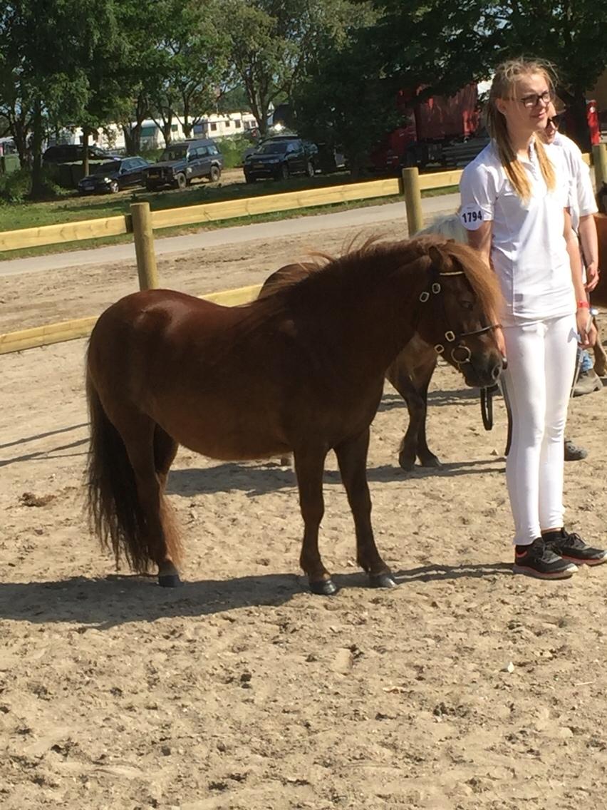 Shetlænder Thorshøjs cici billede 5