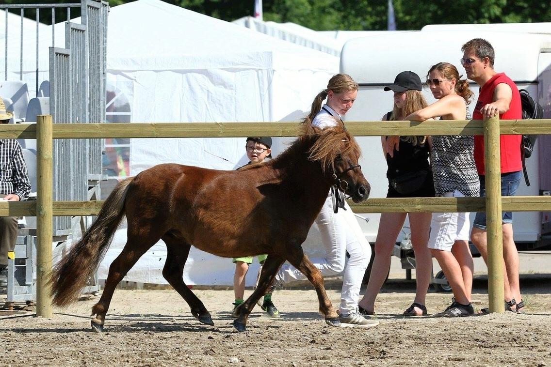 Shetlænder Thorshøjs cici billede 1
