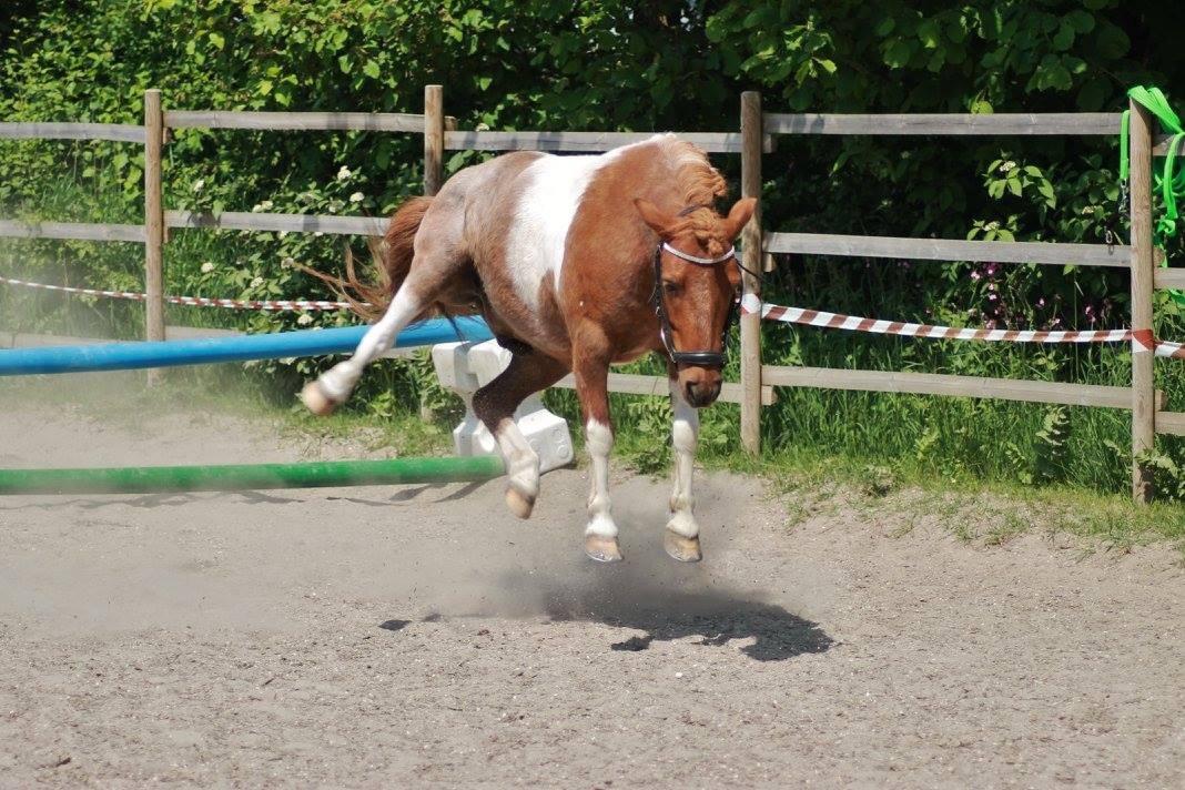 Anden særlig race Bugsi <3  billede 15