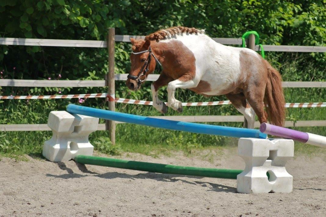 Anden særlig race Bugsi <3  billede 16