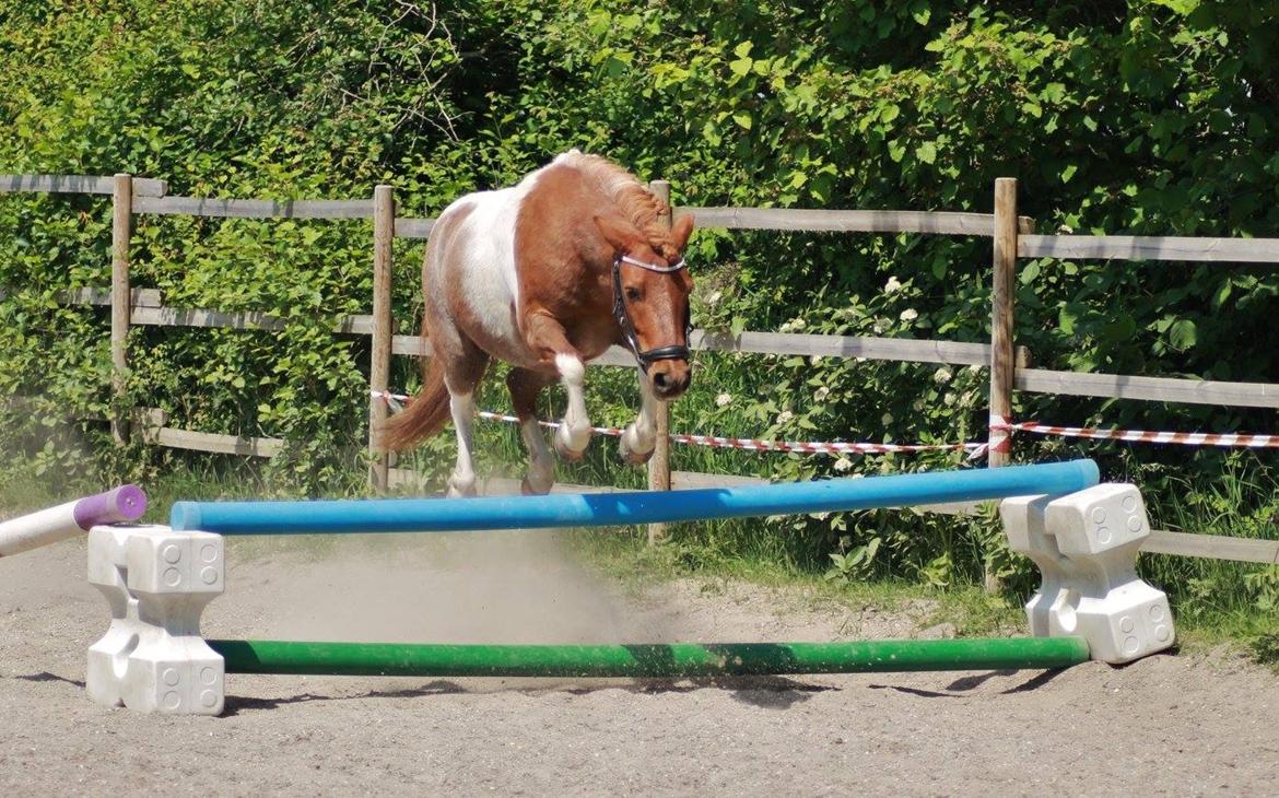 Anden særlig race Bugsi <3  billede 19