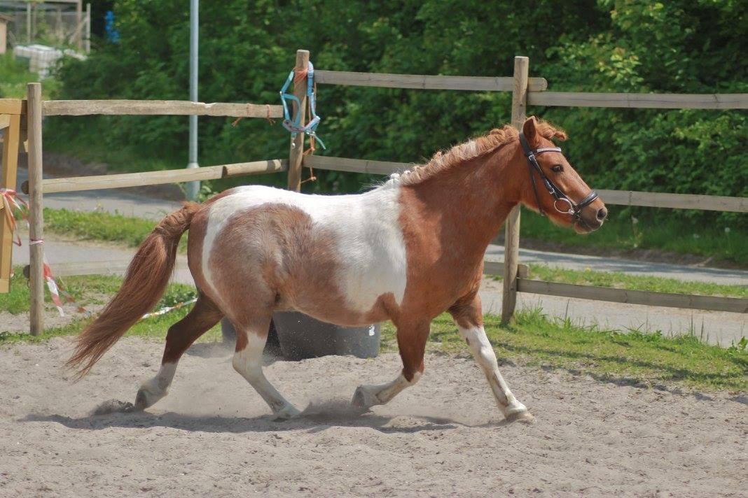 Anden særlig race Bugsi <3  billede 20