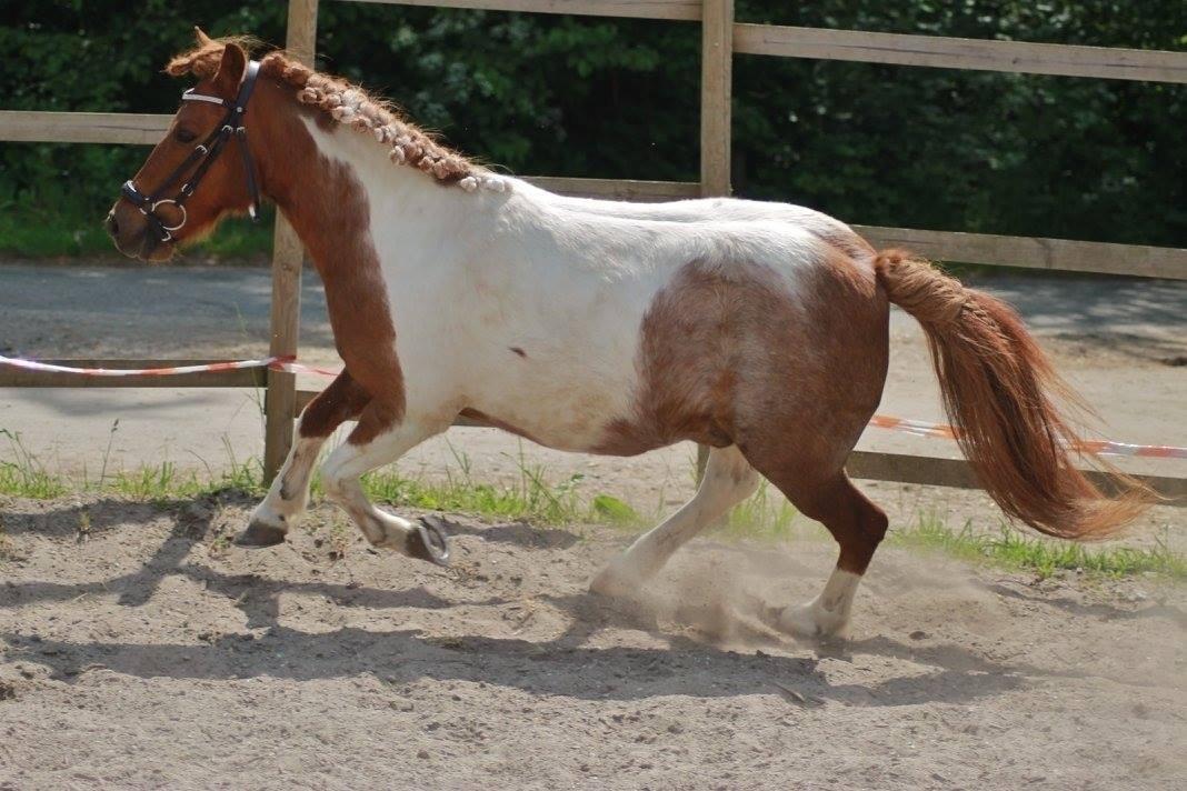 Anden særlig race Bugsi <3  billede 18