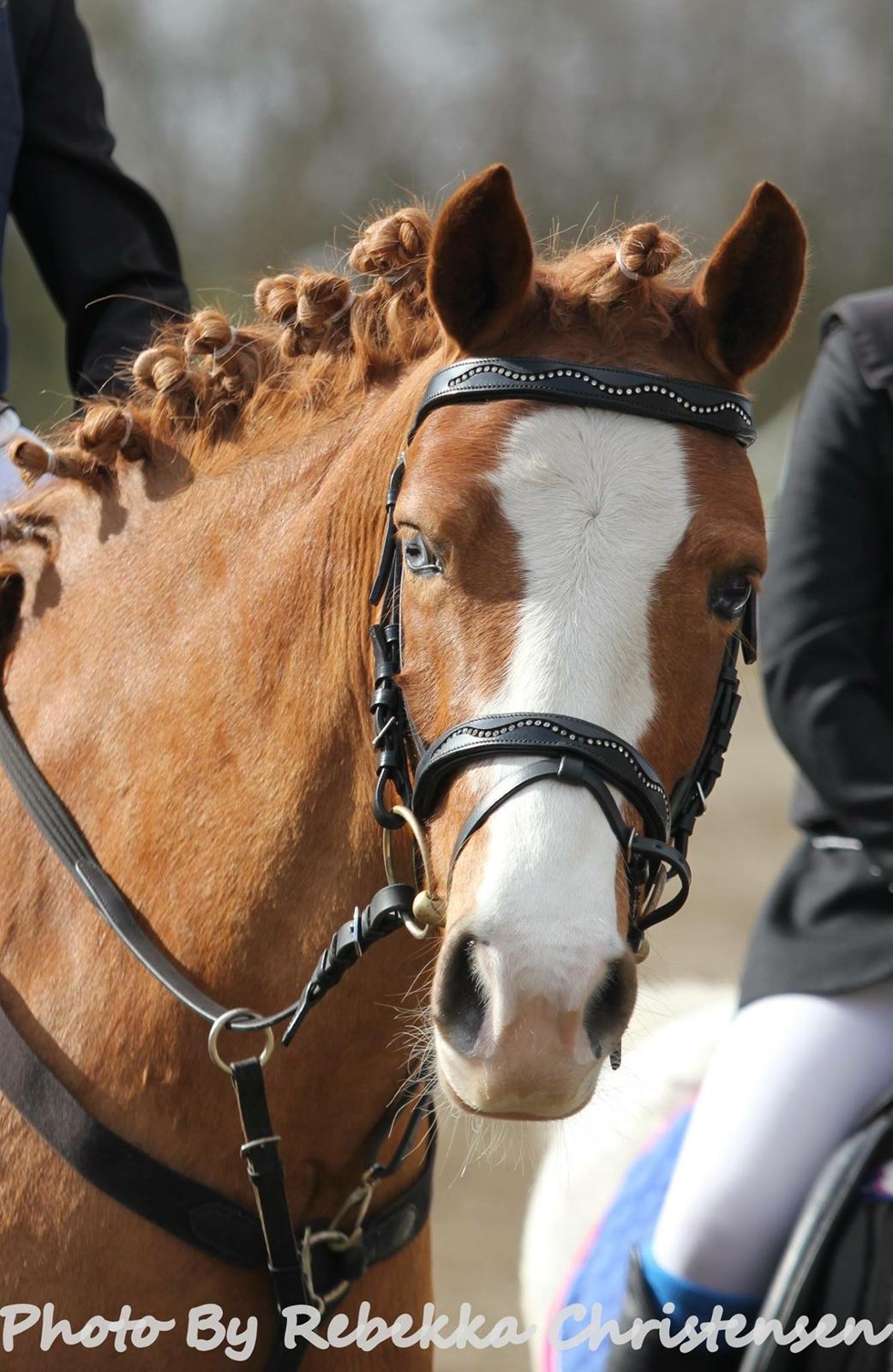 DSP Prinsesse kassandra billede 9