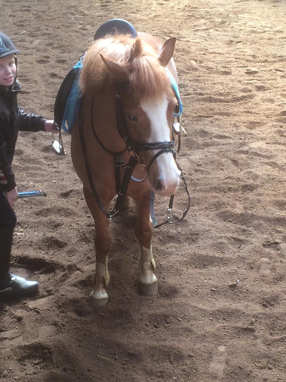 DSP Prinsesse kassandra billede 11