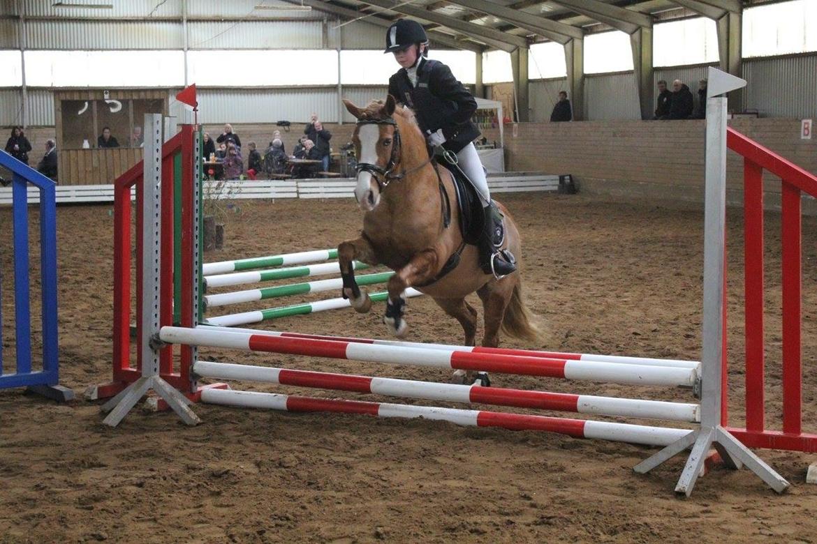 DSP Prinsesse kassandra billede 8