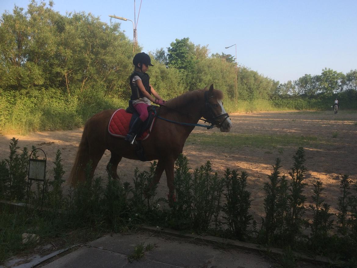 DSP Prinsesse kassandra billede 13