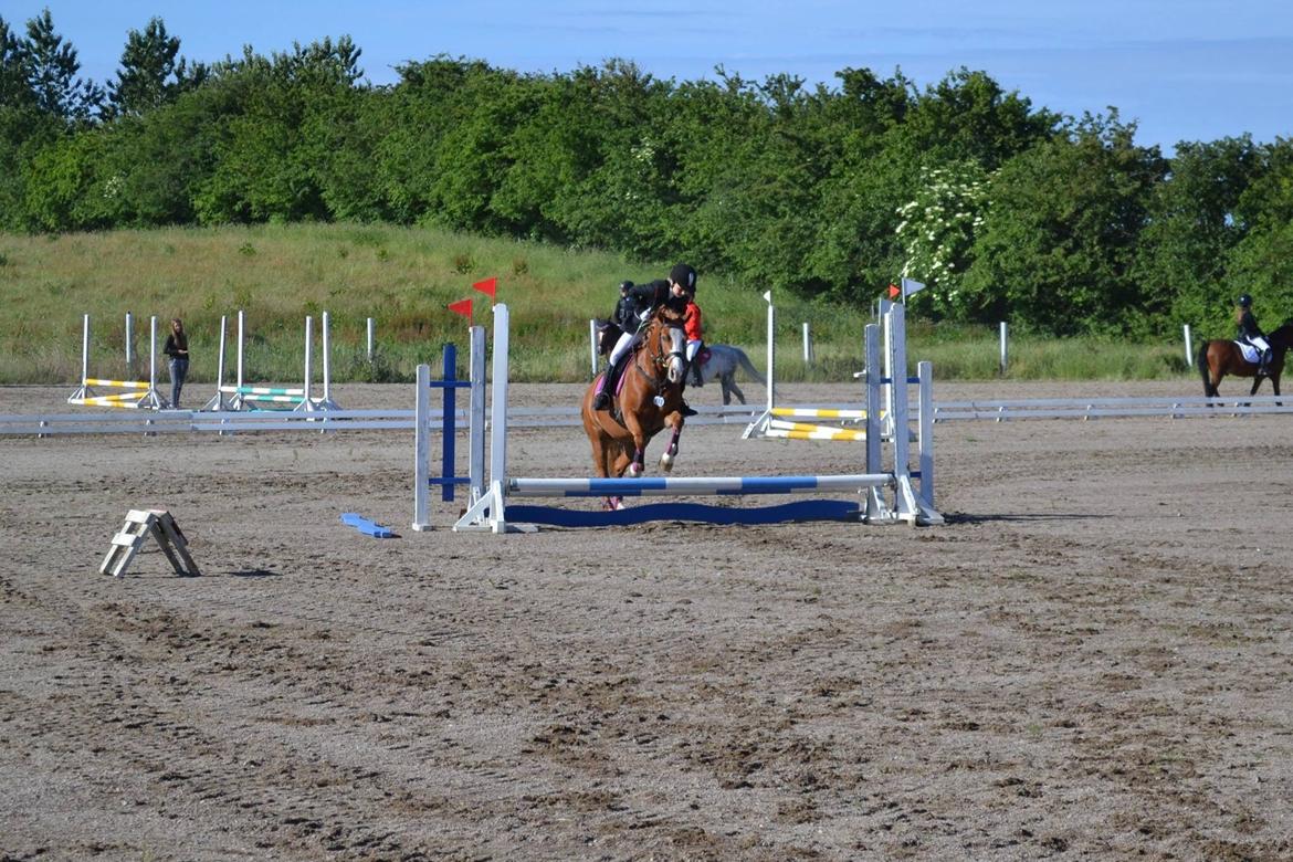 DSP Prinsesse kassandra billede 14