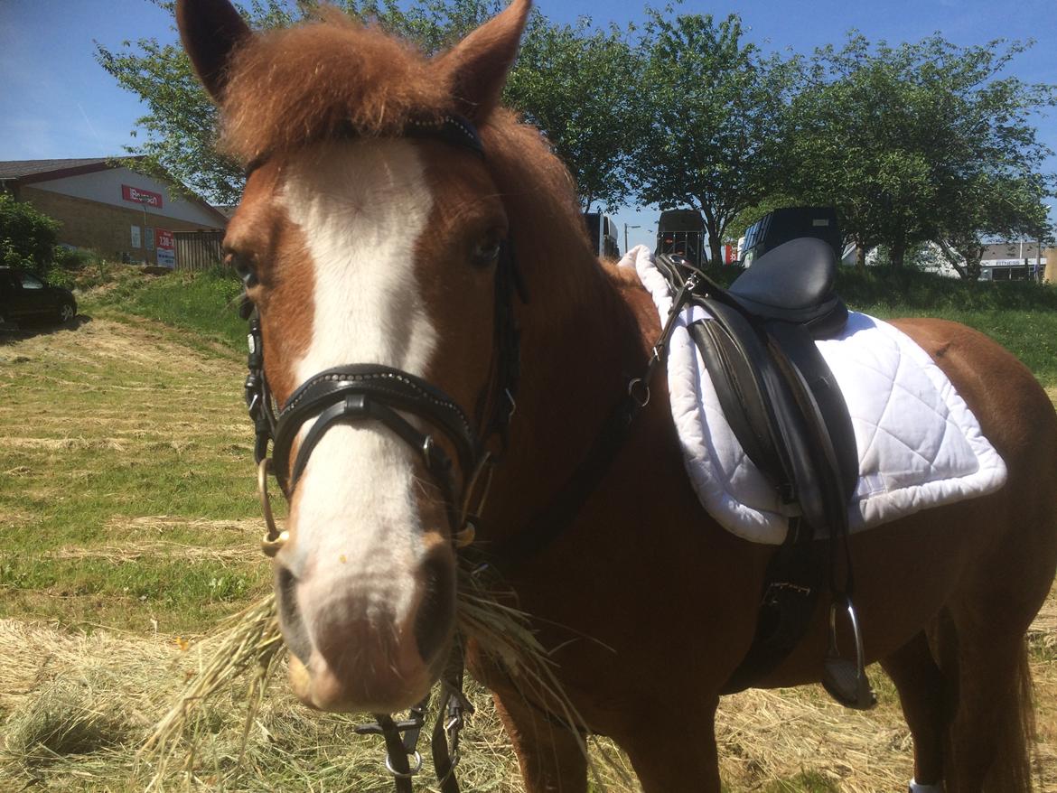 DSP Prinsesse kassandra billede 15