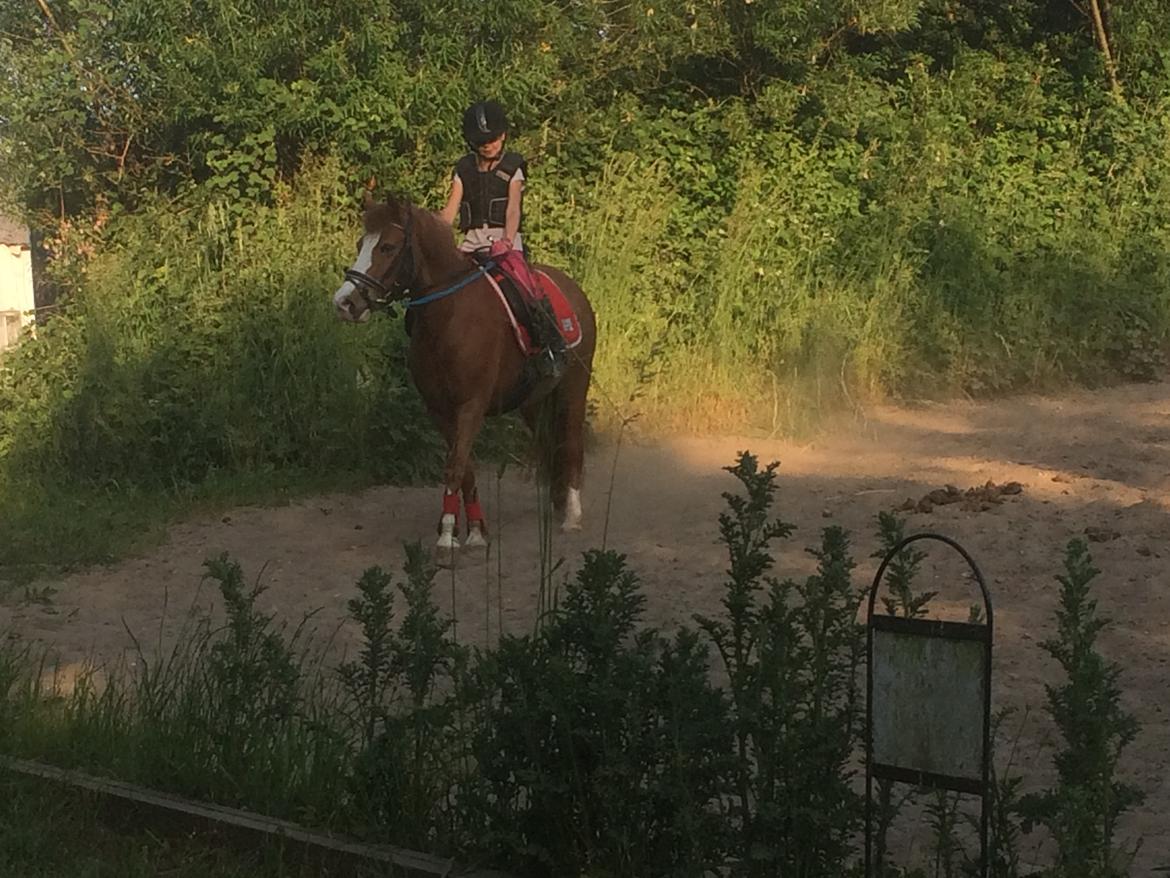 DSP Prinsesse kassandra billede 12