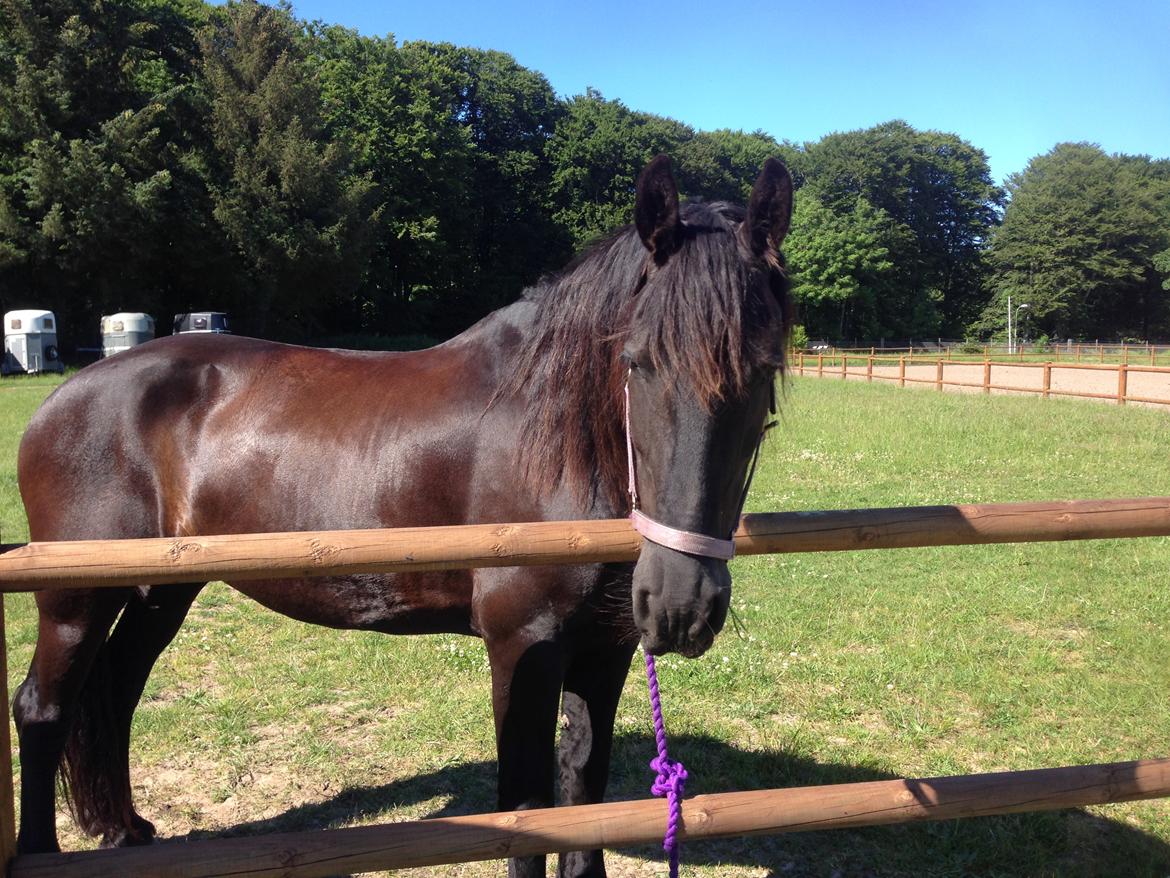 Frieser Sofia billede 10