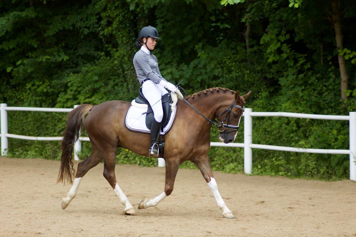 Anden særlig race Mister Lacoy  billede 7