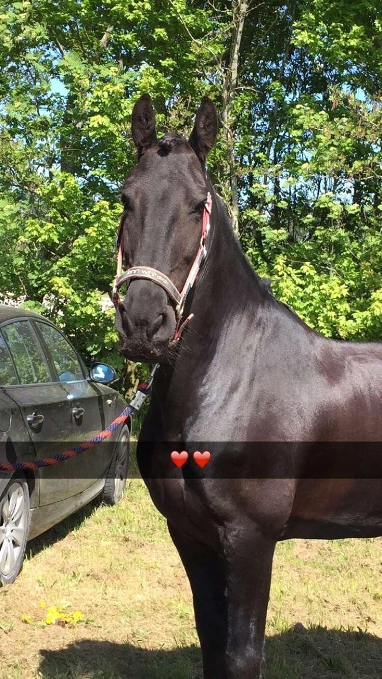 Frieser Sofia billede 4