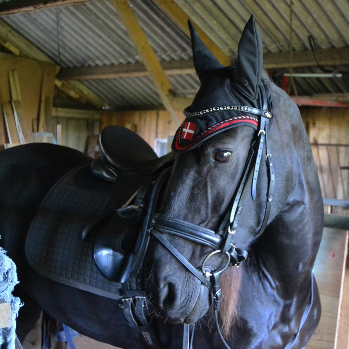 Frieser Sofia billede 8